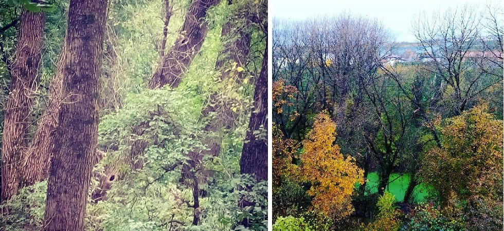 Dai pioppi alti 30 metri al raro picchio cenerino: l’atipica oasi naturale del bosco della Marchesa a Denno è “un bosco di
